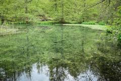 IMG_5451