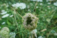 IMG_5591