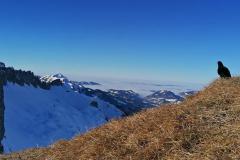 Schneeschuhtouren-Allgaeu-49