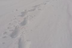 Schneeschuhtouren-Allgaeu-24