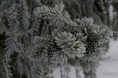 Schneeschuhtouren-Allgaeu-3