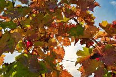 IMG_20221023_110840
