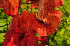 IMG_20221023_111205