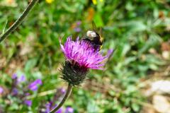 IMG_5945