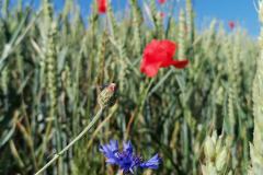 IMG_20230625_091949