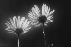 IMG_5962-1