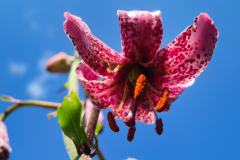 IMG_5985