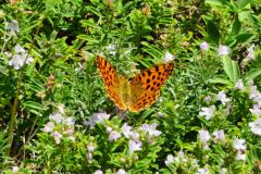 Sommer_2023_Lu-85