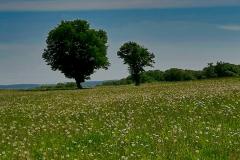 IMG_20220515_114209